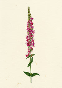 Falloon, Purple Loosestrife Flower, Breda, Switzerland – 1917 watercolour