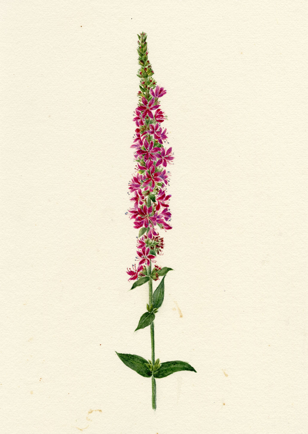 Falloon, Purple Loosestrife Flower, Breda, Switzerland – 1917 watercolour