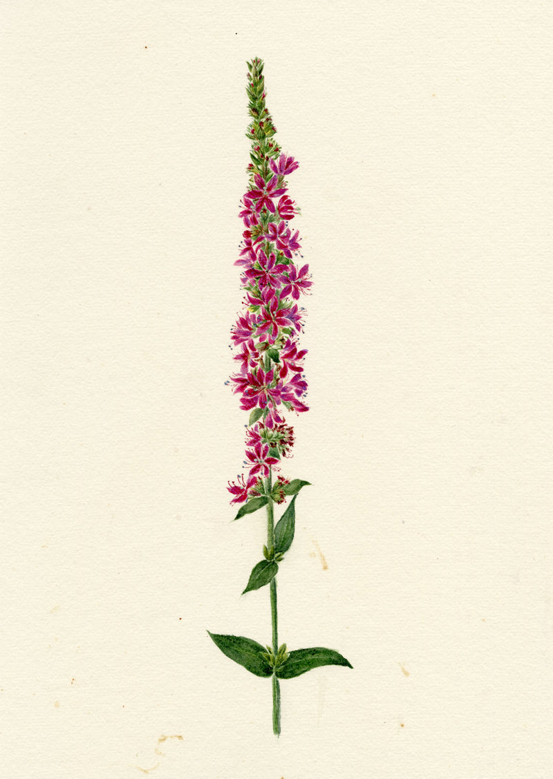 Falloon, Purple Loosestrife Flower, Breda, Switzerland – 1917 watercolour