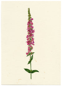 Falloon, Purple Loosestrife Flower, Breda, Switzerland – 1917 watercolour