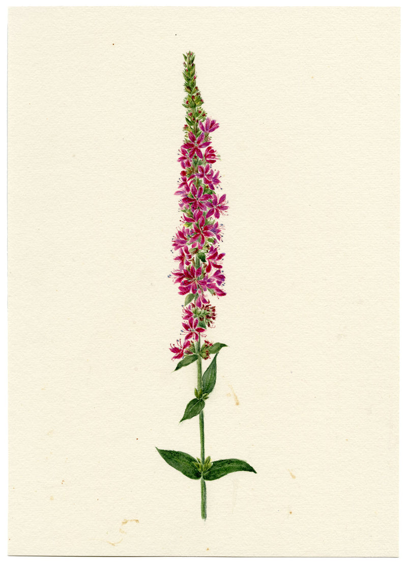 Falloon, Purple Loosestrife Flower, Breda, Switzerland – 1917 watercolour