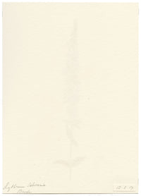 Falloon, Purple Loosestrife Flower, Breda, Switzerland – 1917 watercolour