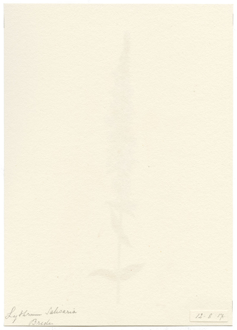 Falloon, Purple Loosestrife Flower, Breda, Switzerland – 1917 watercolour