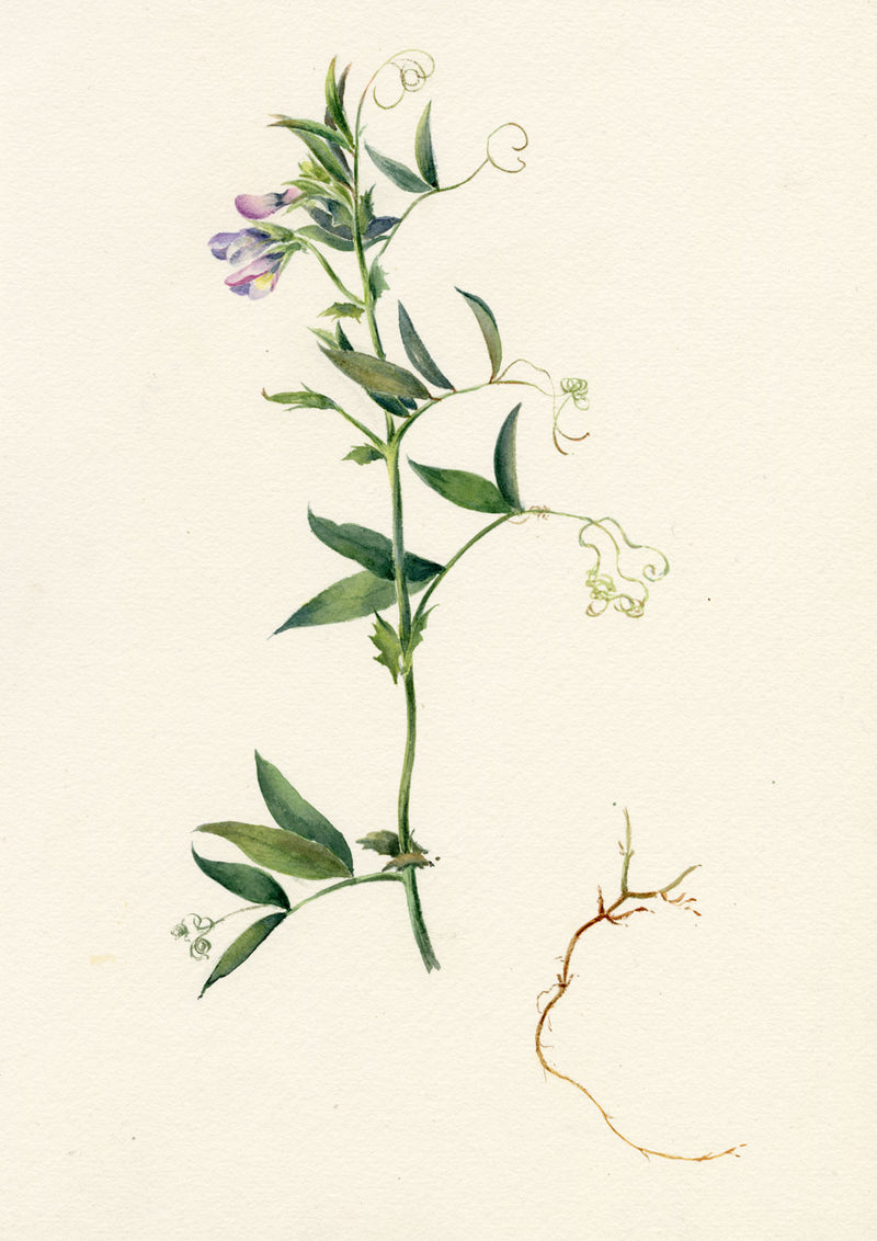 Falloon, Marsh Pea Flower, Folkestone, Kent – Original 1901 watercolour painting
