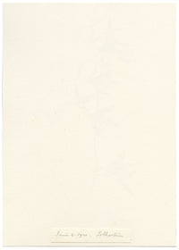 Falloon, Marsh Pea Flower, Folkestone, Kent – Original 1901 watercolour painting