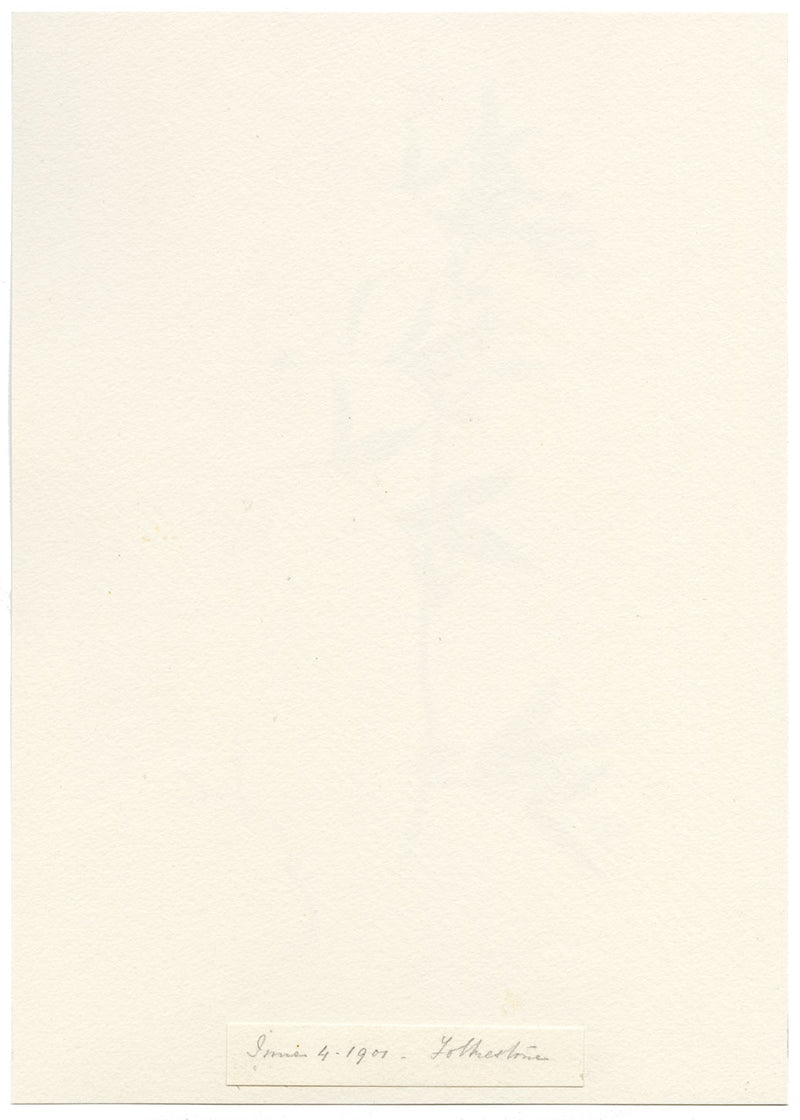 Falloon, Marsh Pea Flower, Folkestone, Kent – Original 1901 watercolour painting