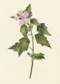 Falloon, Tree Mallow Flower, Deal Marshes, Kent – 1899 watercolour painting