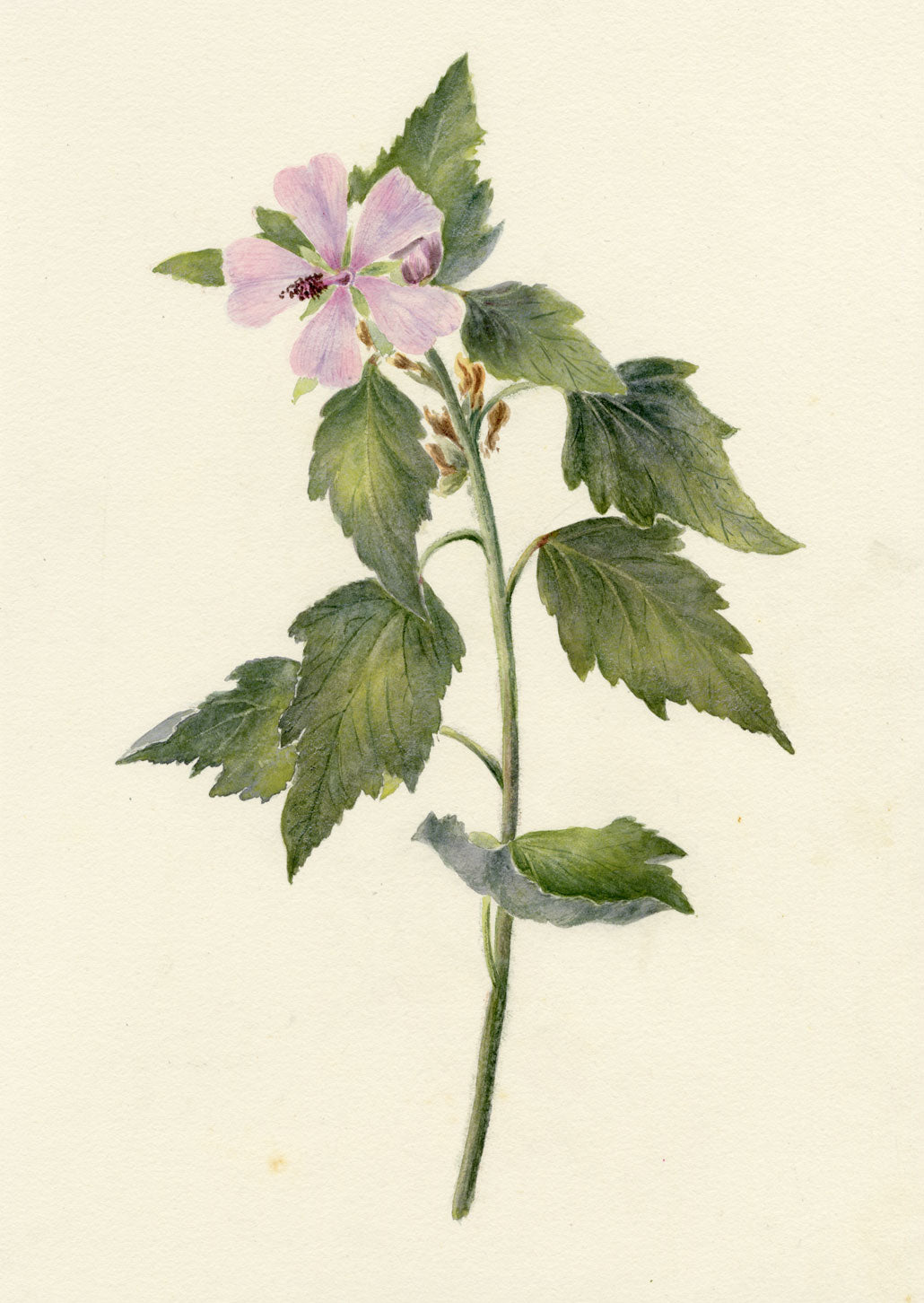 Falloon, Tree Mallow Flower, Deal Marshes, Kent – 1899 watercolour painting