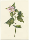 Falloon, Tree Mallow Flower, Deal Marshes, Kent – 1899 watercolour painting