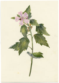 Falloon, Tree Mallow Flower, Deal Marshes, Kent – 1899 watercolour painting