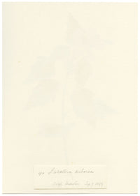 Falloon, Tree Mallow Flower, Deal Marshes, Kent – 1899 watercolour painting