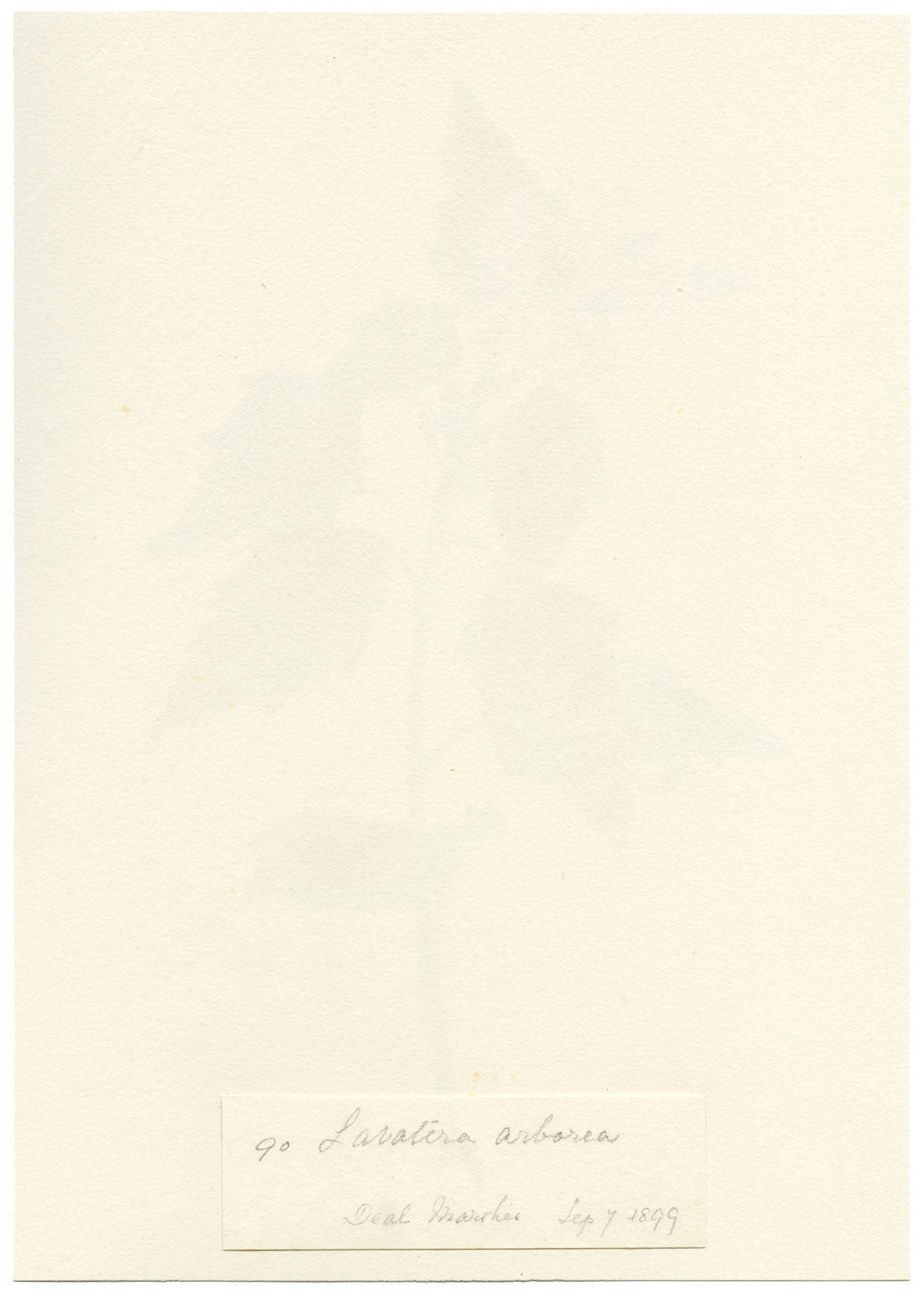 Falloon, Tree Mallow Flower, Deal Marshes, Kent – 1899 watercolour painting