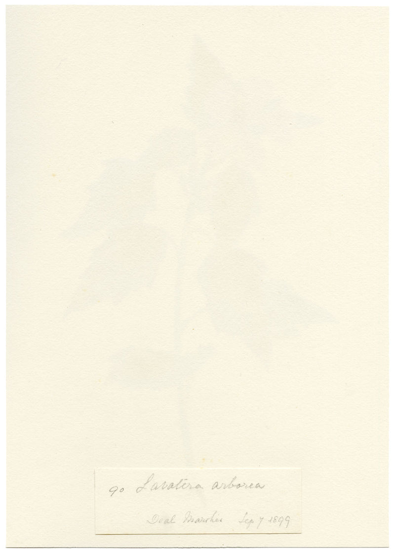 Falloon, Tree Mallow Flower, Deal Marshes, Kent – 1899 watercolour painting