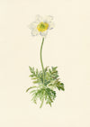Falloon, Alpine Anemone Flower, Mürren, Switzerland – 1900 watercolour painting
