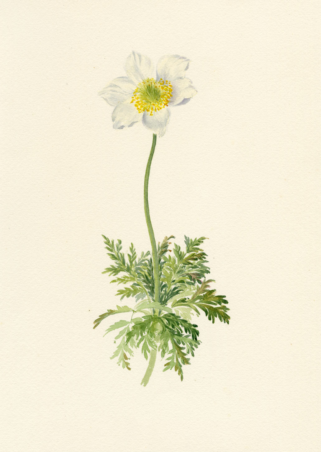 Falloon, Alpine Anemone Flower, Mürren, Switzerland – 1900 watercolour painting