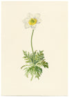 Falloon, Alpine Anemone Flower, Mürren, Switzerland – 1900 watercolour painting