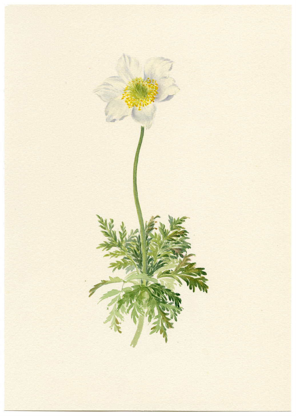 Falloon, Alpine Anemone Flower, Mürren, Switzerland – 1900 watercolour painting