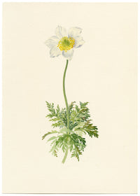 Falloon, Alpine Anemone Flower, Mürren, Switzerland – 1900 watercolour painting