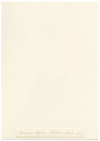 Falloon, Alpine Anemone Flower, Mürren, Switzerland – 1900 watercolour painting