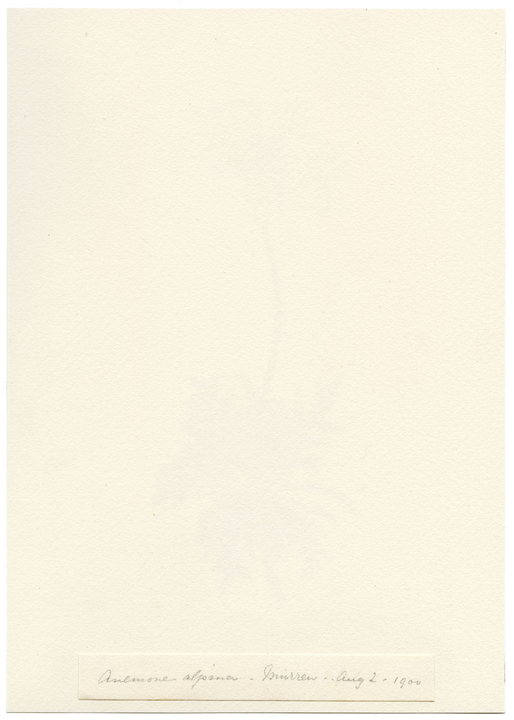 Falloon, Alpine Anemone Flower, Mürren, Switzerland – 1900 watercolour painting