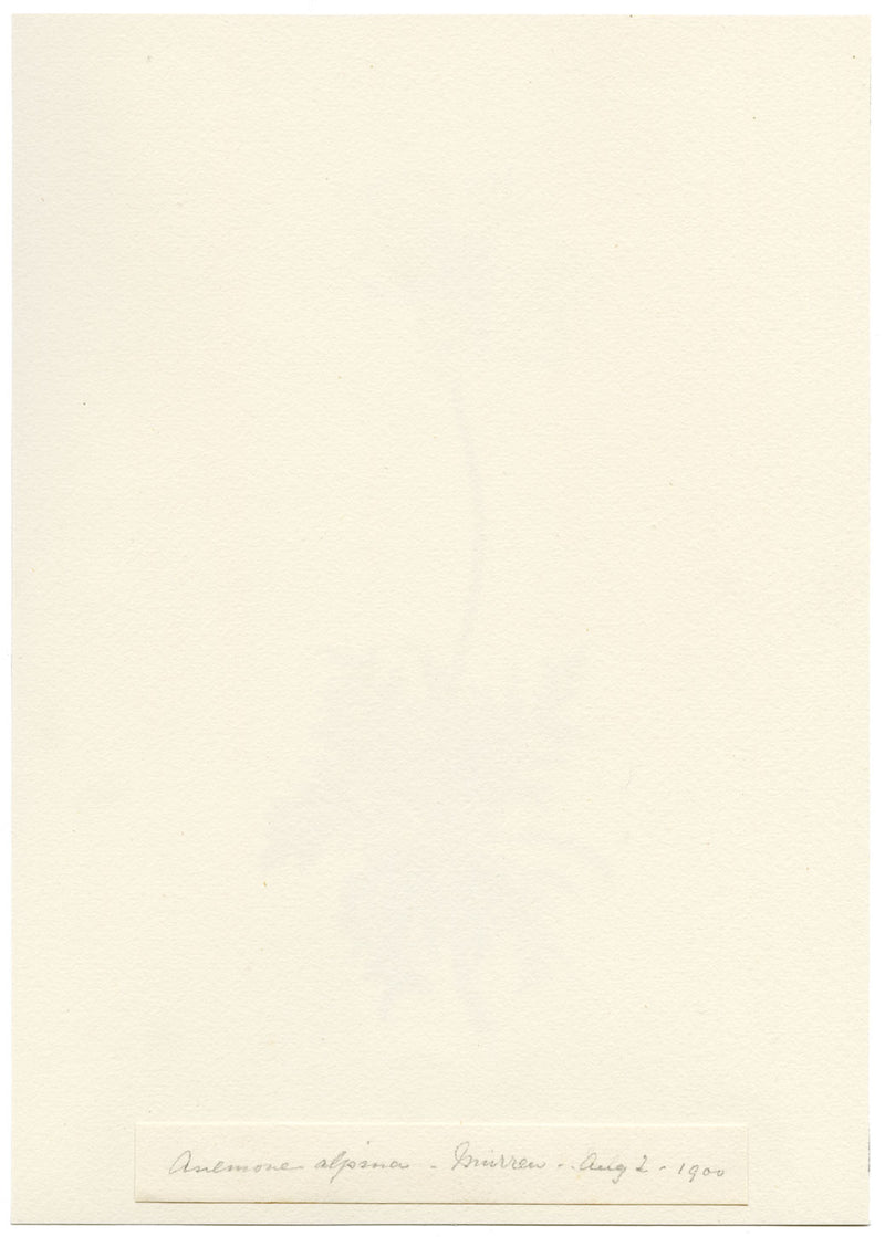 Falloon, Alpine Anemone Flower, Mürren, Switzerland – 1900 watercolour painting