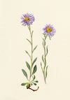 Falloon, Alpine Aster Flower, Wengen, Switzerland – 1900 watercolour painting