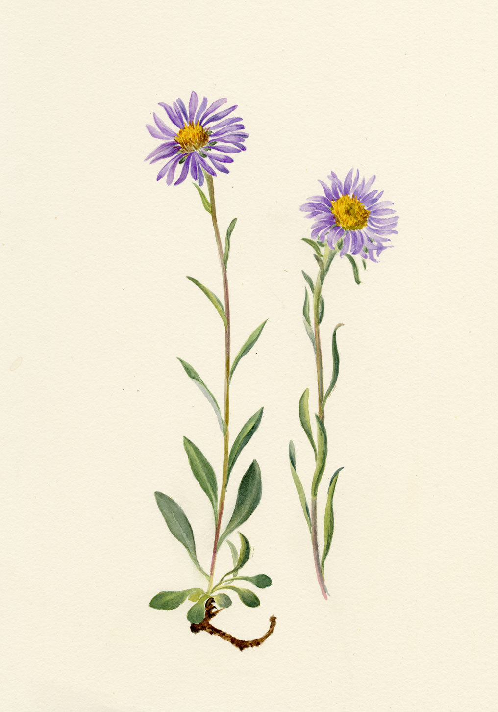 Falloon, Alpine Aster Flower, Wengen, Switzerland – 1900 watercolour painting
