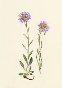 Falloon, Alpine Aster Flower, Wengen, Switzerland – 1900 watercolour painting