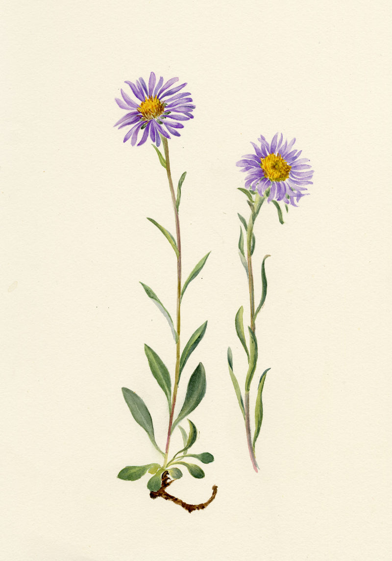 Falloon, Alpine Aster Flower, Wengen, Switzerland – 1900 watercolour painting
