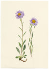 Falloon, Alpine Aster Flower, Wengen, Switzerland – 1900 watercolour painting