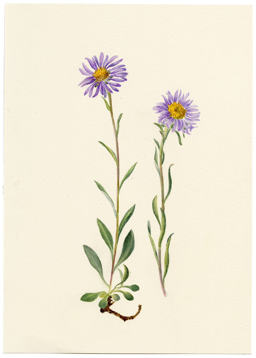 Falloon, Alpine Aster Flower, Wengen, Switzerland – 1900 watercolour painting