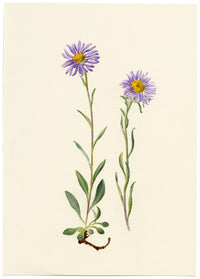Falloon, Alpine Aster Flower, Wengen, Switzerland – 1900 watercolour painting