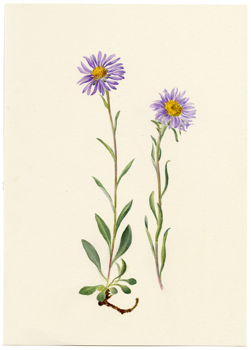 Falloon, Alpine Aster Flower, Wengen, Switzerland – 1900 watercolour painting