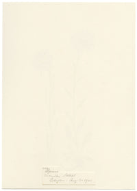 Falloon, Alpine Aster Flower, Wengen, Switzerland – 1900 watercolour painting