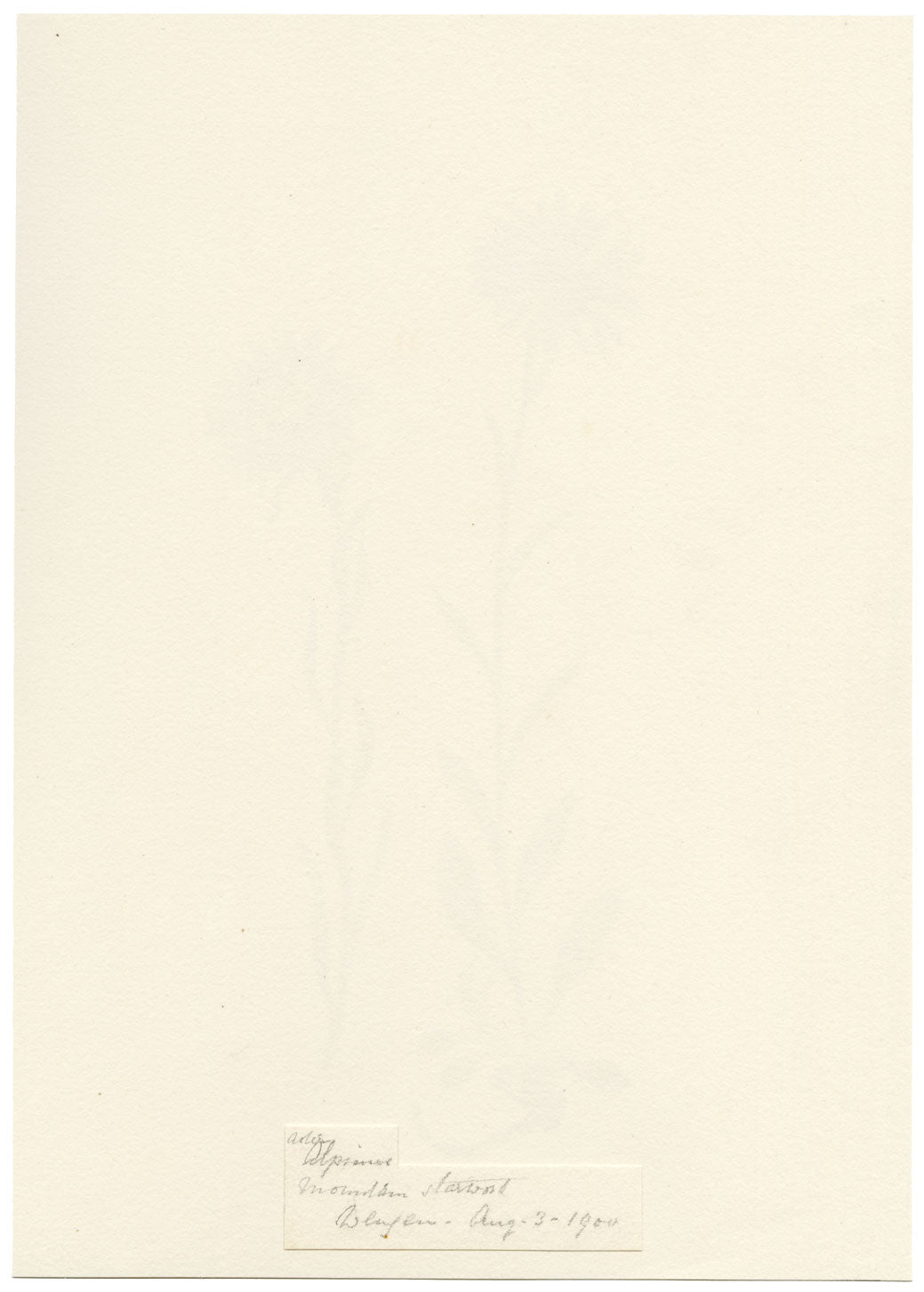 Falloon, Alpine Aster Flower, Wengen, Switzerland – 1900 watercolour painting