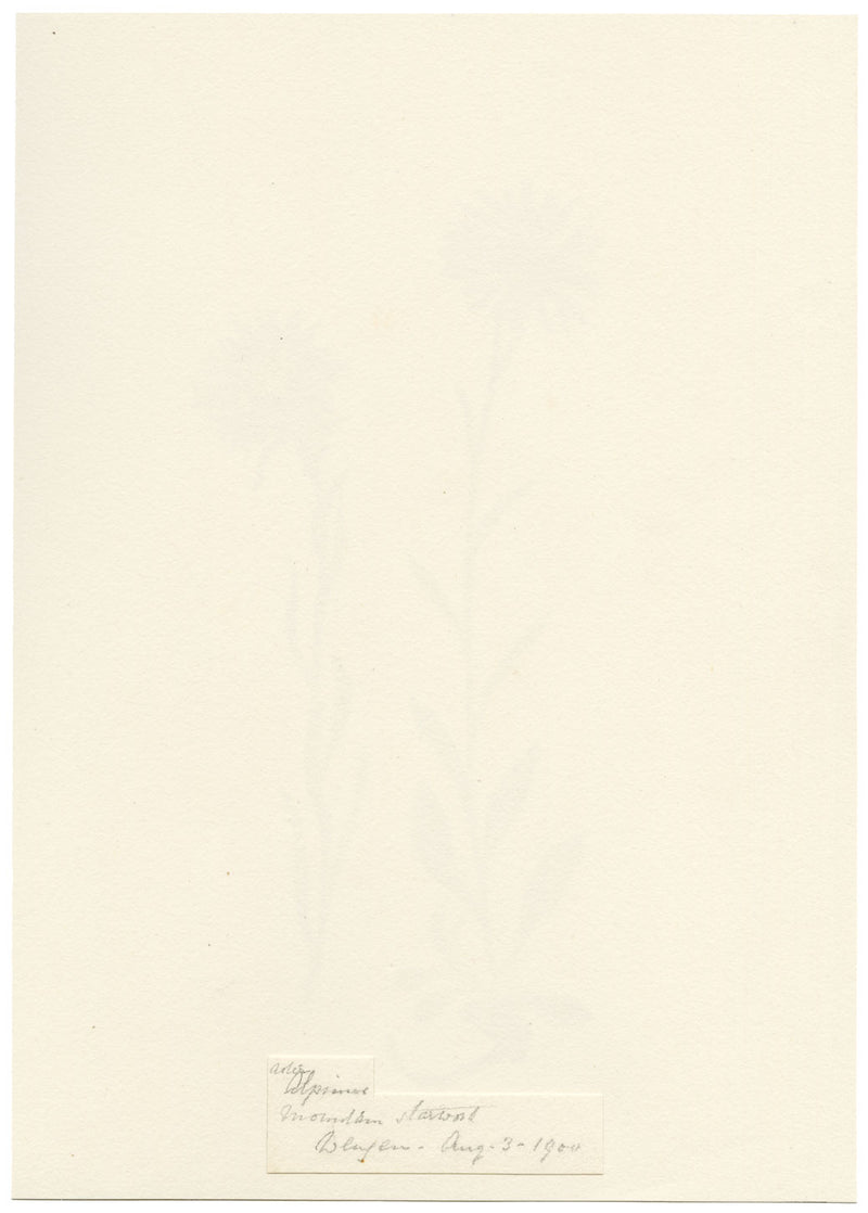 Falloon, Alpine Aster Flower, Wengen, Switzerland – 1900 watercolour painting