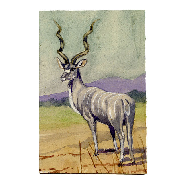 Leland M. Dundas, African Greater Kudu Antelope – 1920s watercolour painting