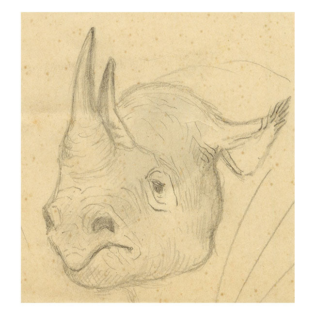 Leland M. Dundas, African Black Rhino – Original 1920s graphite drawing