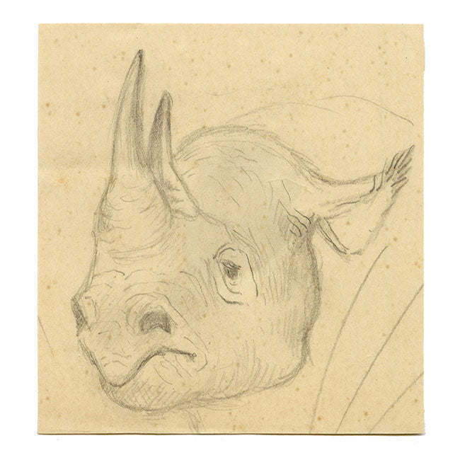 Leland M. Dundas, African Black Rhino – Original 1920s graphite drawing