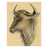 Leland M. Dundas, Blue Wildebeest, Kenya, Africa – 1920s watercolour painting
