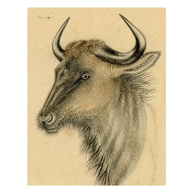 Leland M. Dundas, Blue Wildebeest, Kenya, Africa – 1920s watercolour painting