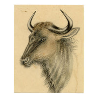 Leland M. Dundas, Blue Wildebeest, Kenya, Africa – 1920s watercolour painting