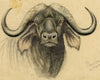 Leland M. Dundas, African Black Wildebeest – Original 1927 watercolour painting