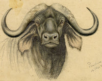 Leland M. Dundas, African Black Wildebeest – Original 1927 watercolour painting