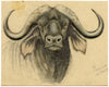 Leland M. Dundas, African Black Wildebeest – Original 1927 watercolour painting