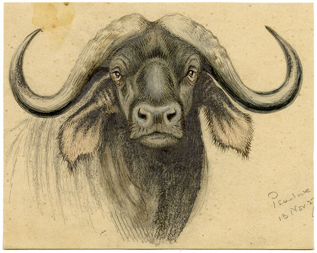 Leland M. Dundas, African Black Wildebeest – Original 1927 watercolour painting