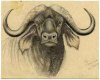 Leland M. Dundas, African Black Wildebeest – Original 1927 watercolour painting