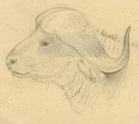Leland M. Dundas, African Cape Buffalo – Original 1920s graphite drawing