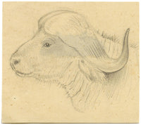 Leland M. Dundas, African Cape Buffalo – Original 1920s graphite drawing