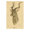 Leland M. Dundas, Greater Kudu, Africa – Original 1927 watercolour painting